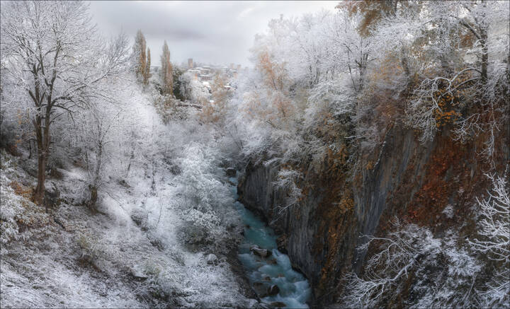 Серебрянные ветви