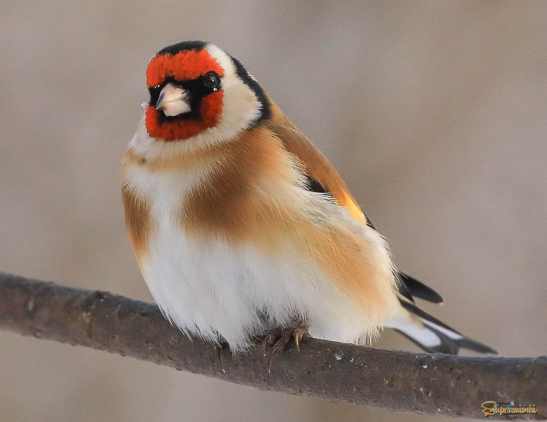 Снежинка в глаз попала