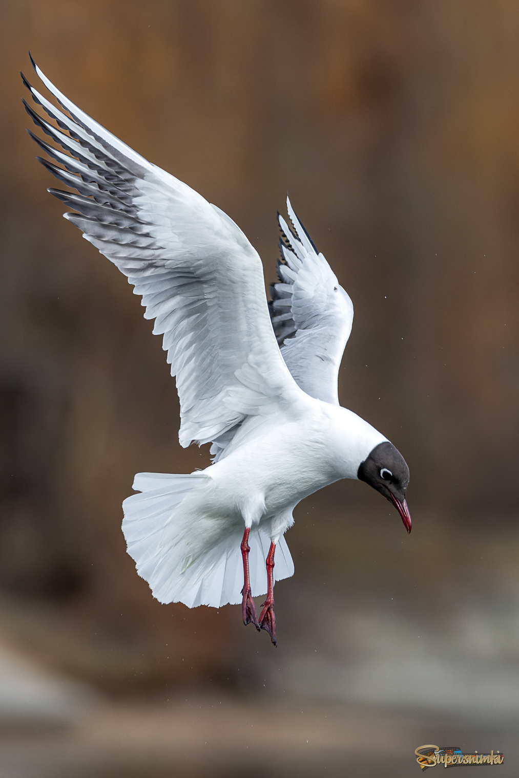 Чайка в воздухе.