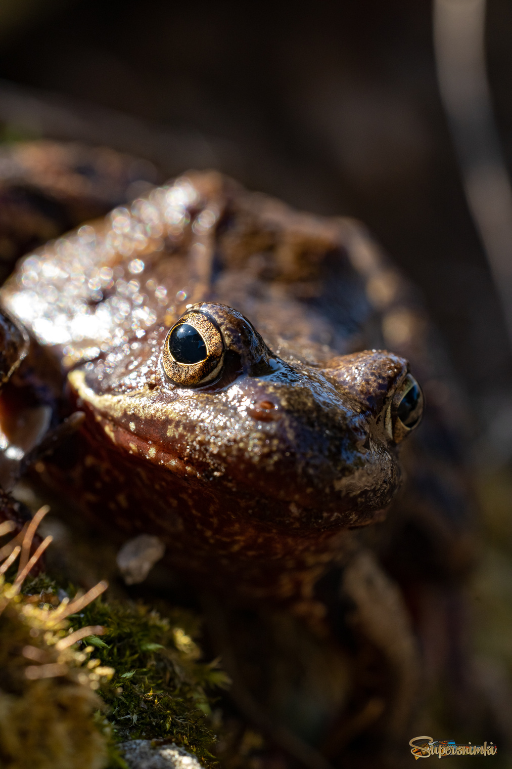 Проснулась от весны