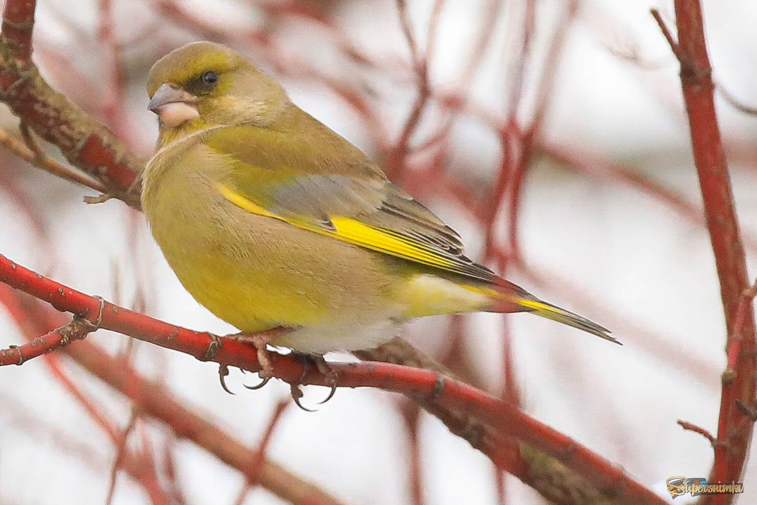 А когти важнее!