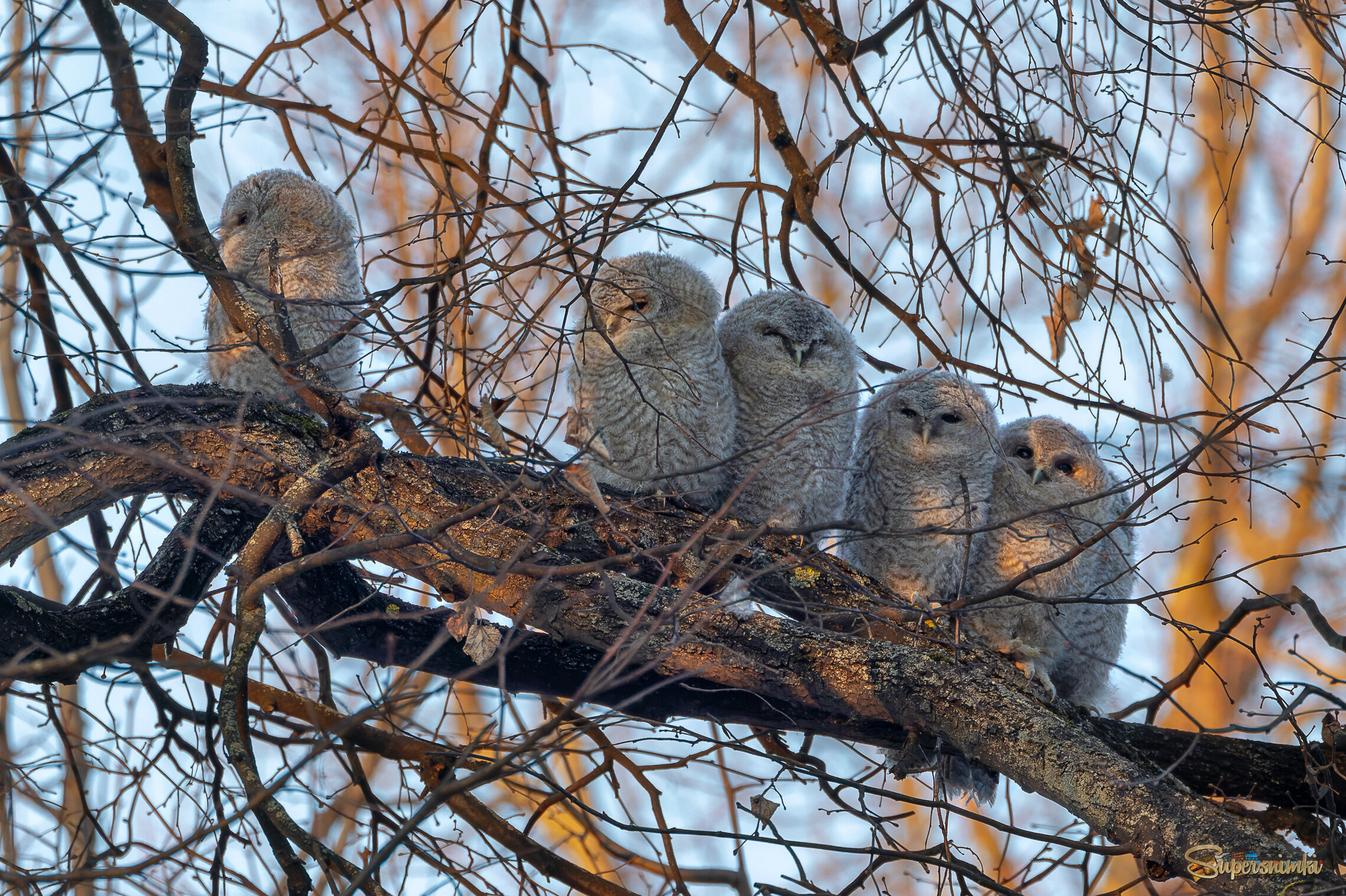 Шесть совят.