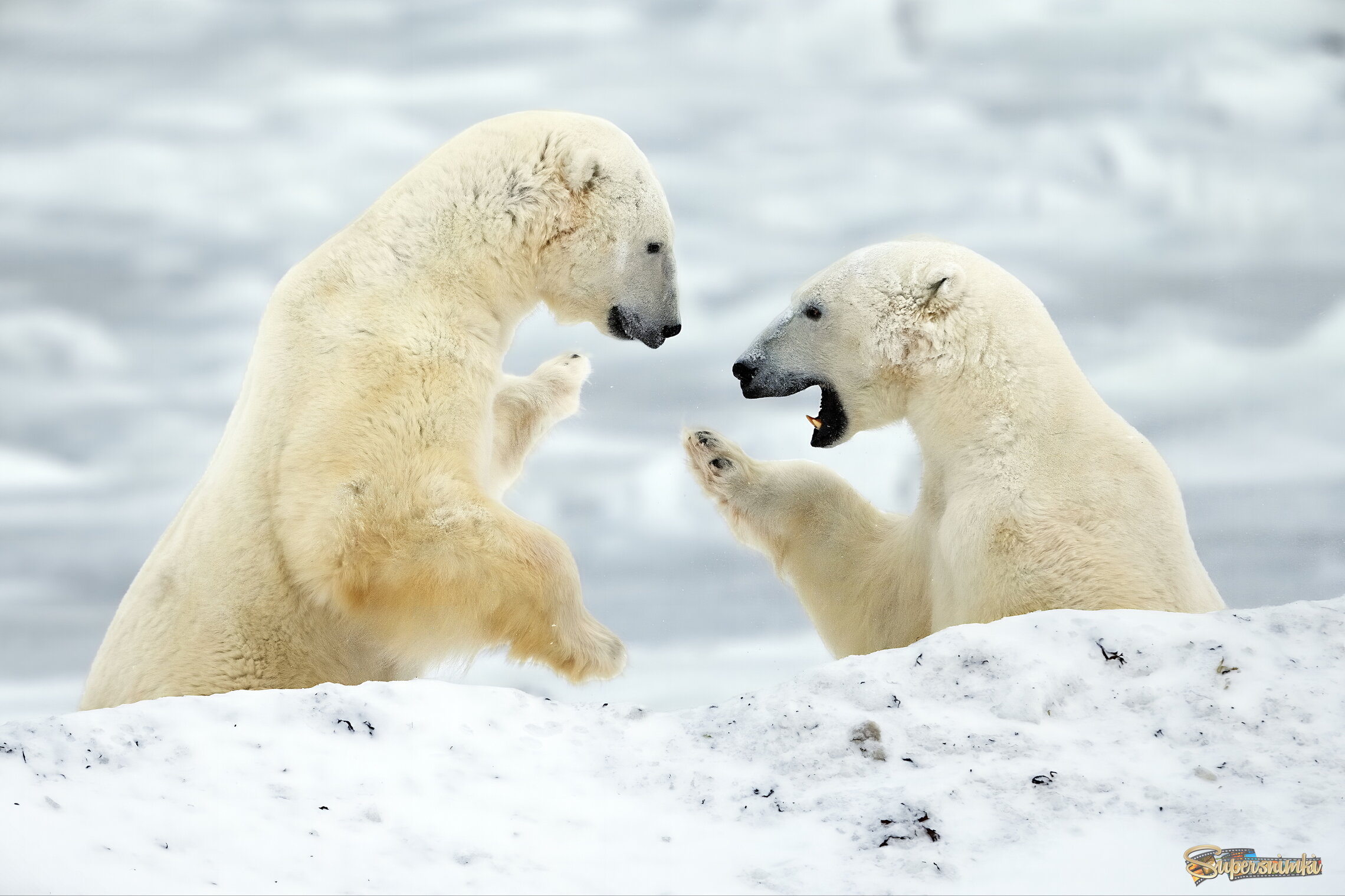 Споры о важном