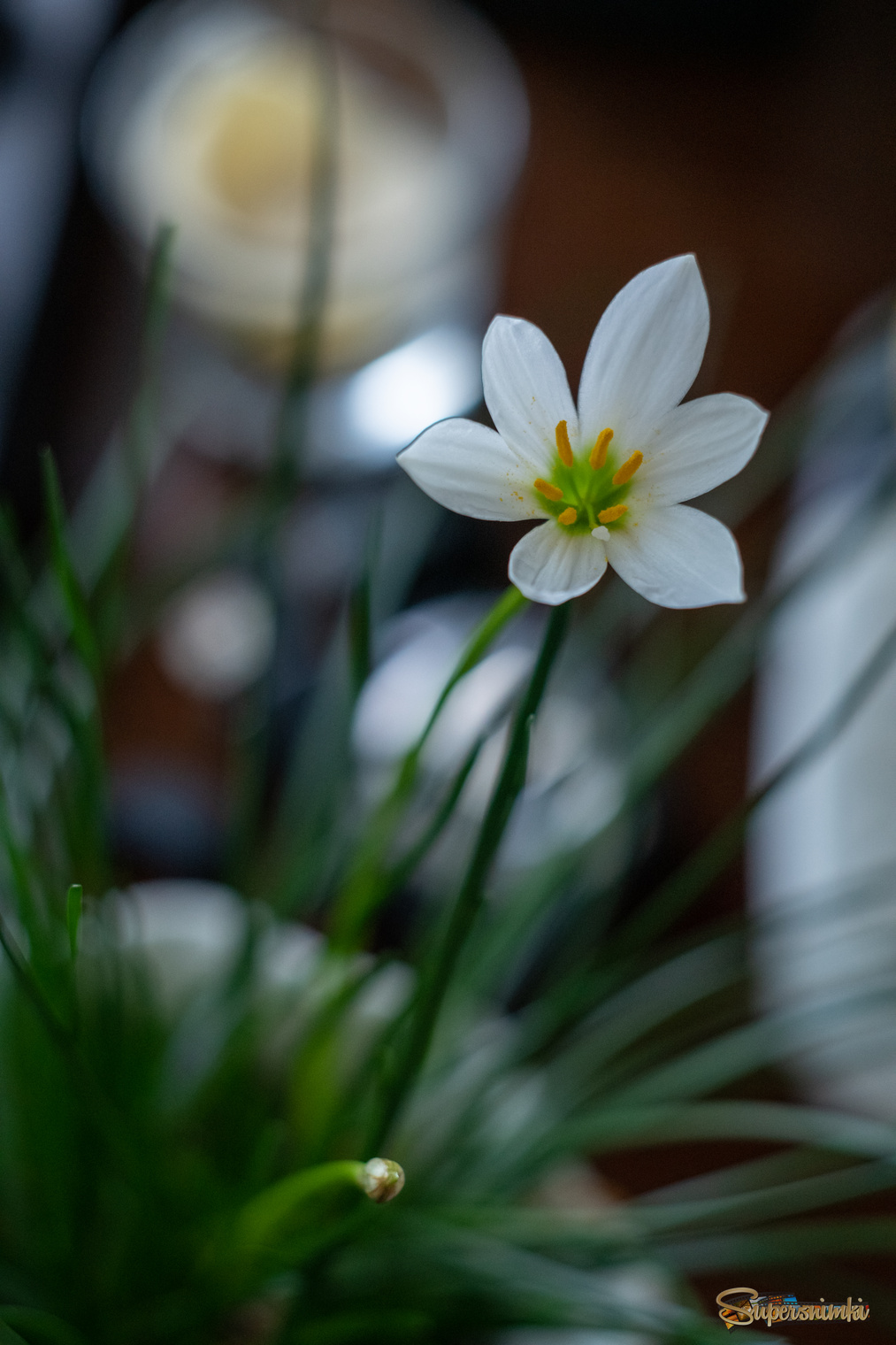 Зефирантес