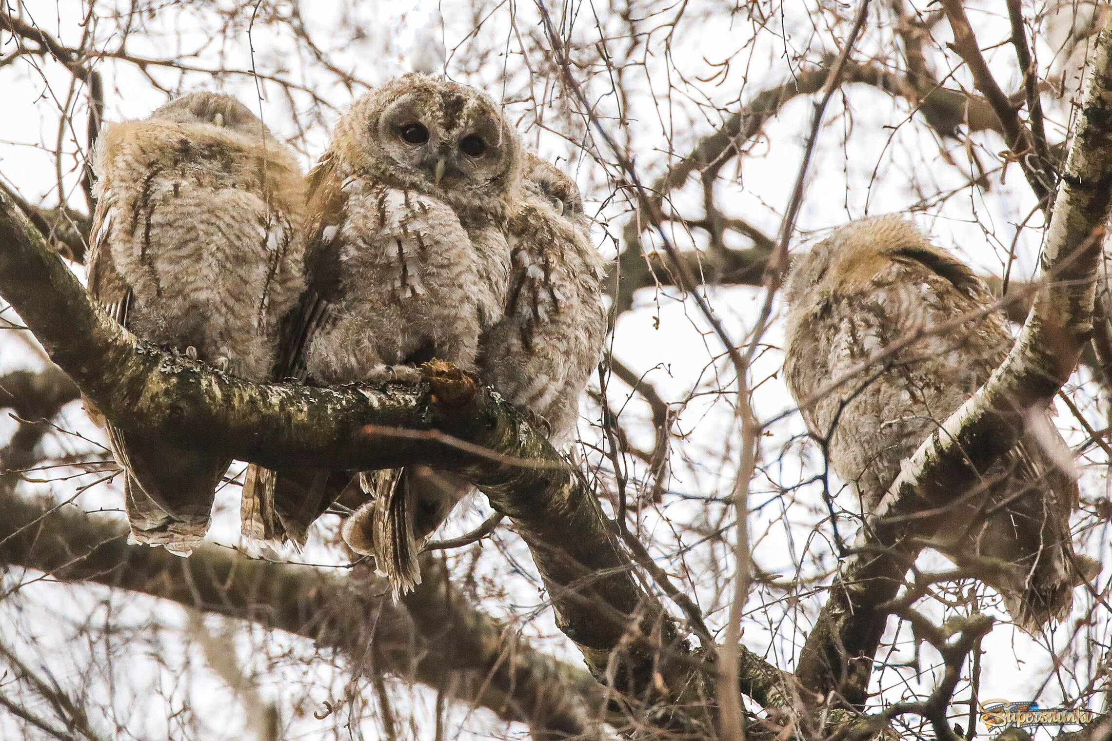 Опять фотосессия?