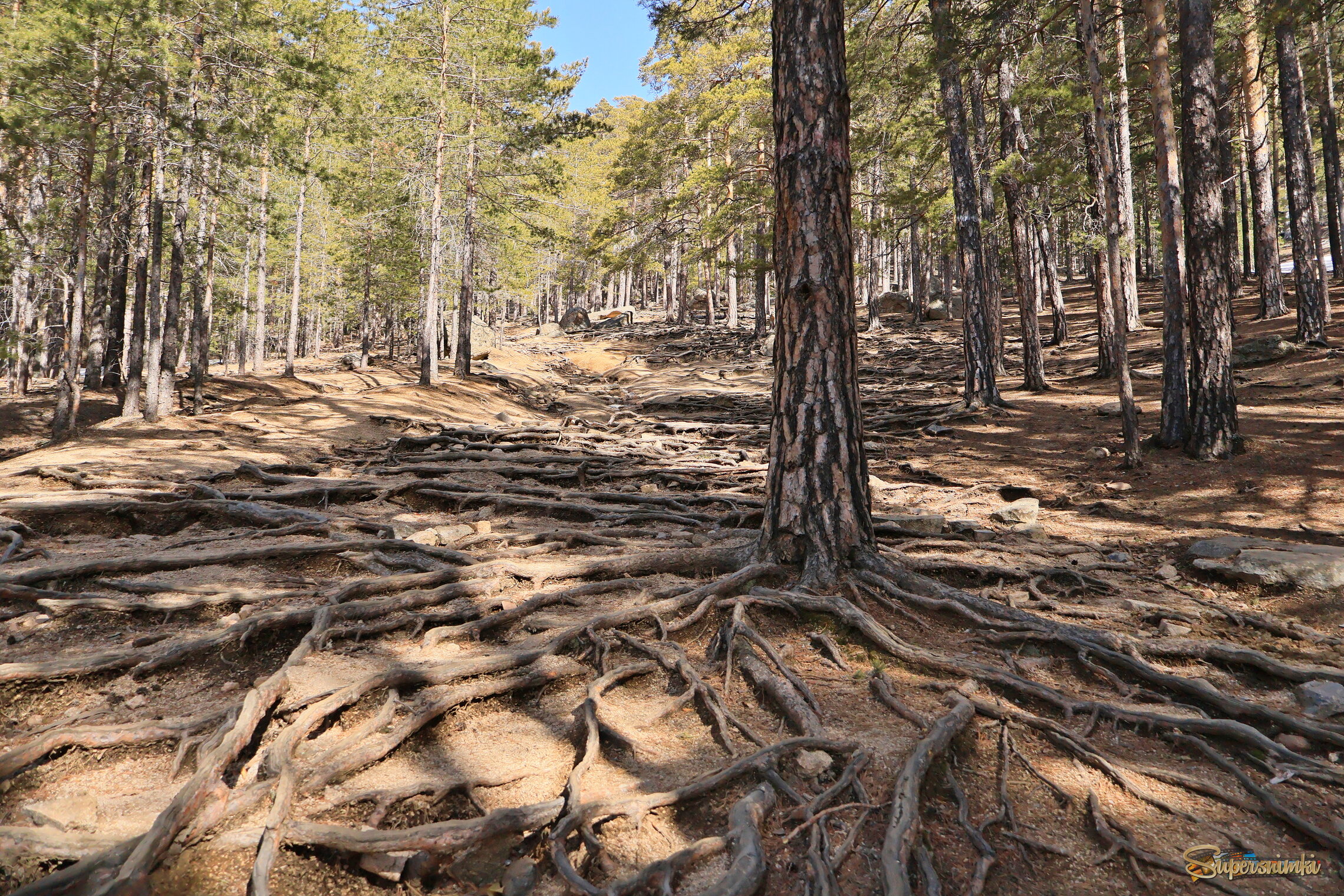 Сосны по дороге на смотровую площадку