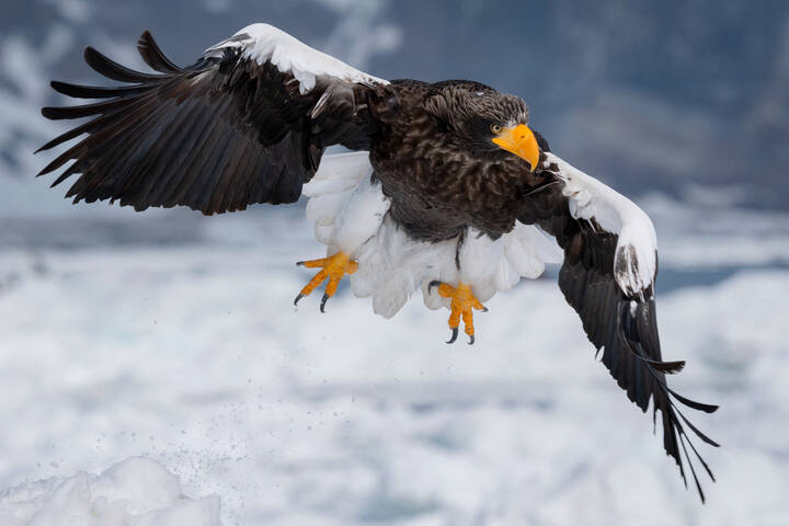 Wings of Power