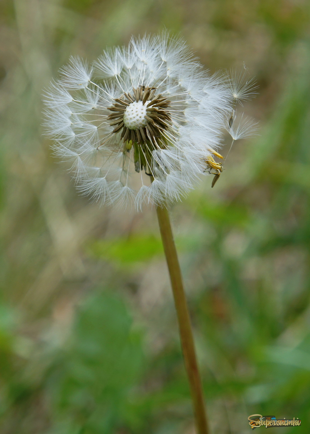 Пришло время размножаться.