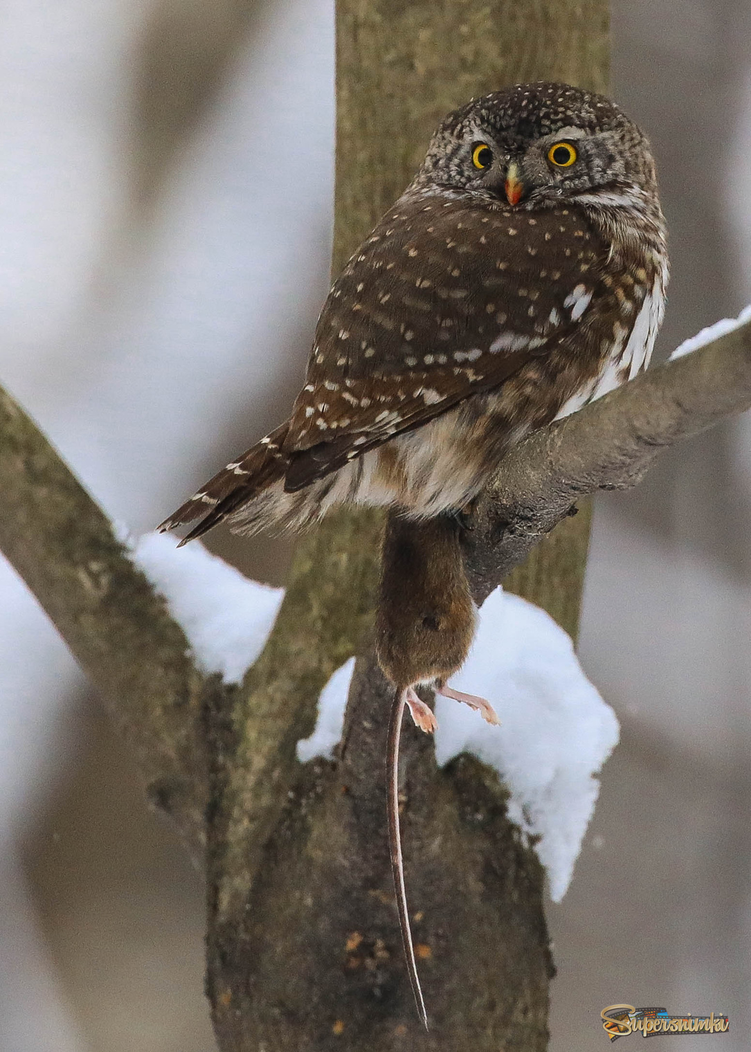 Кровавый ужин