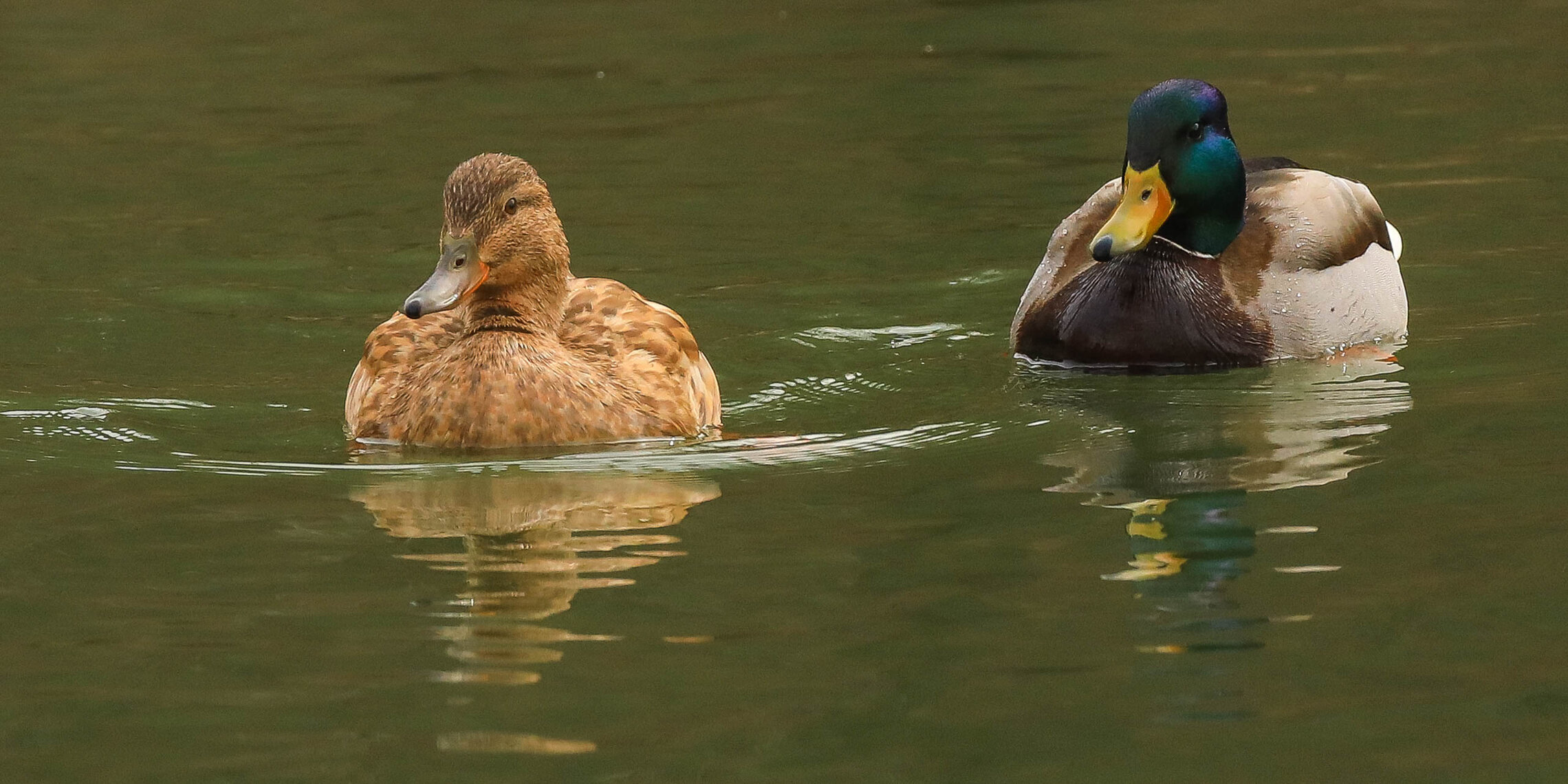 Солнечная утка