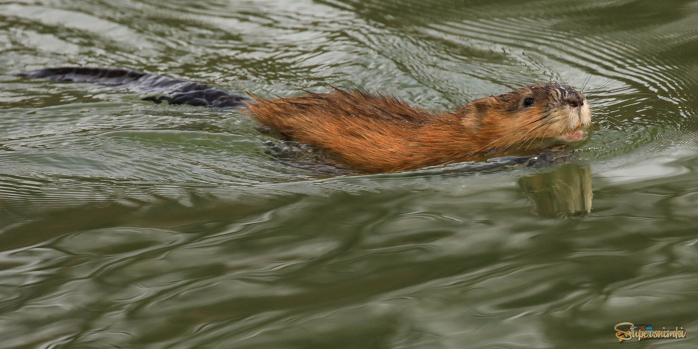 Плыву, плыву!