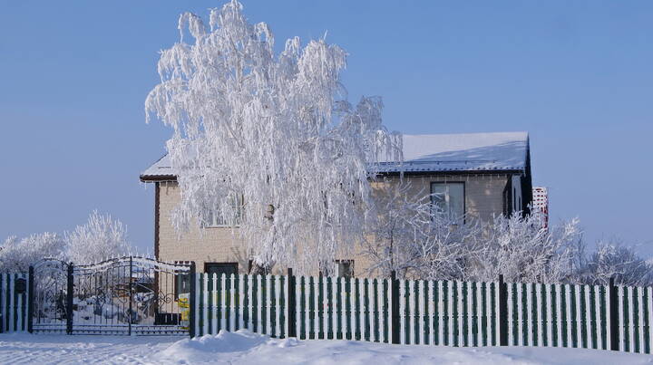 Березка в инее у дома.