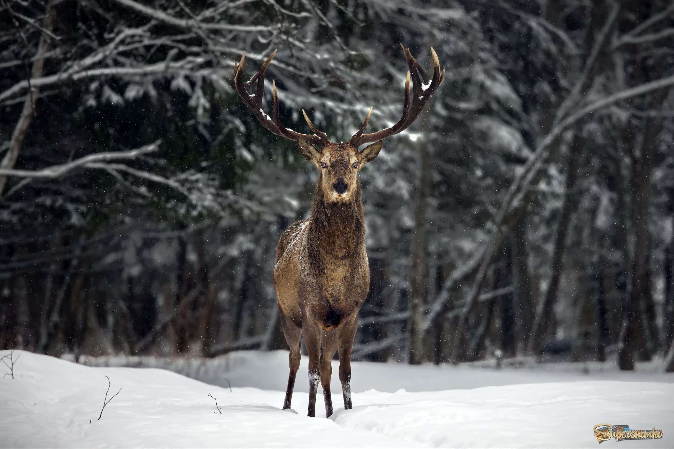 Встреча в лесу
