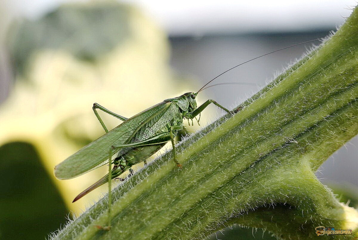 Макро природное
