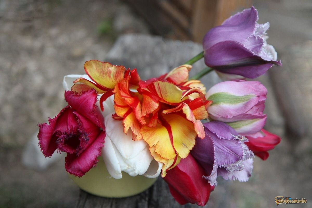 Деревенские тюльпаны