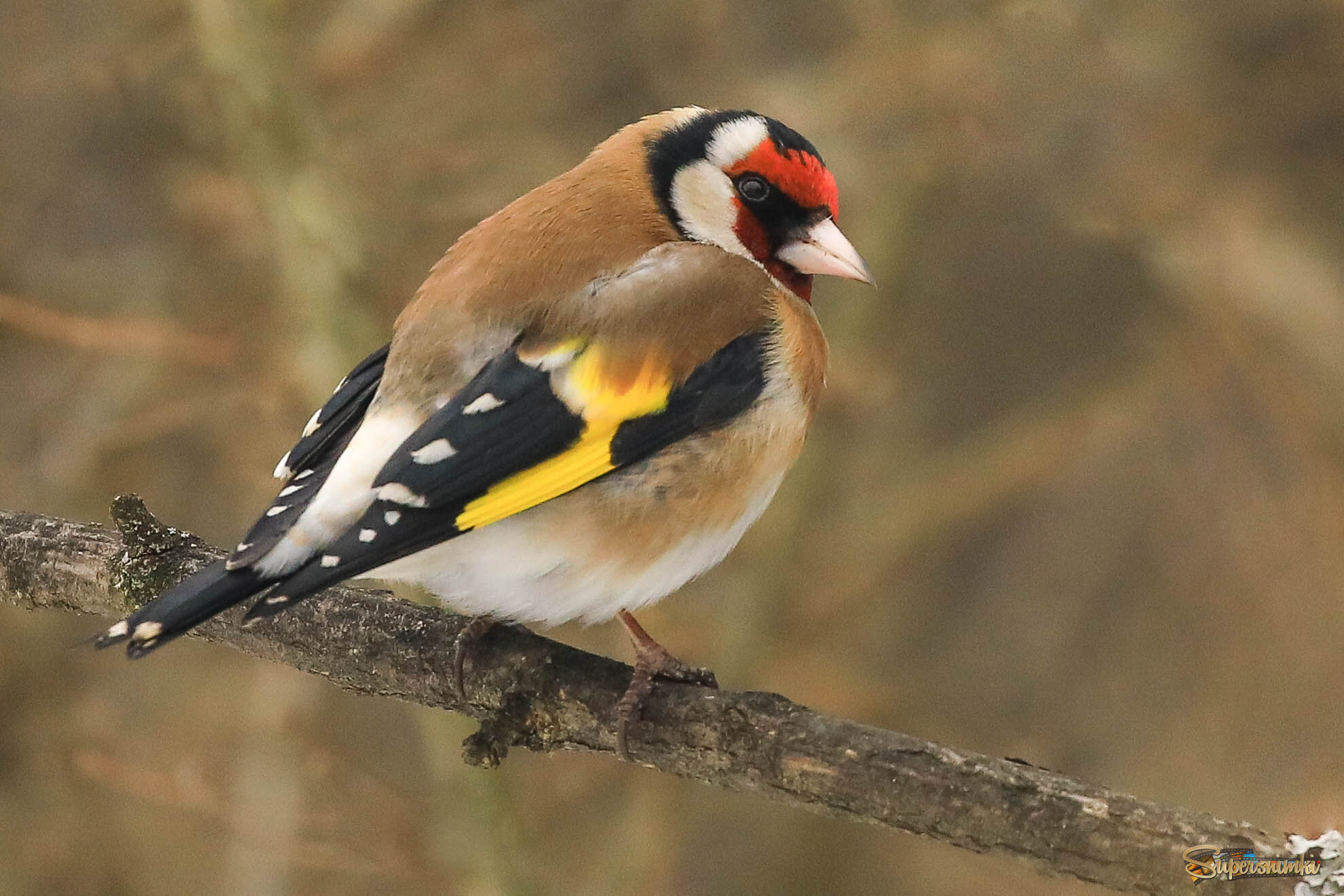 Не подкрадывайтесь сзади!
