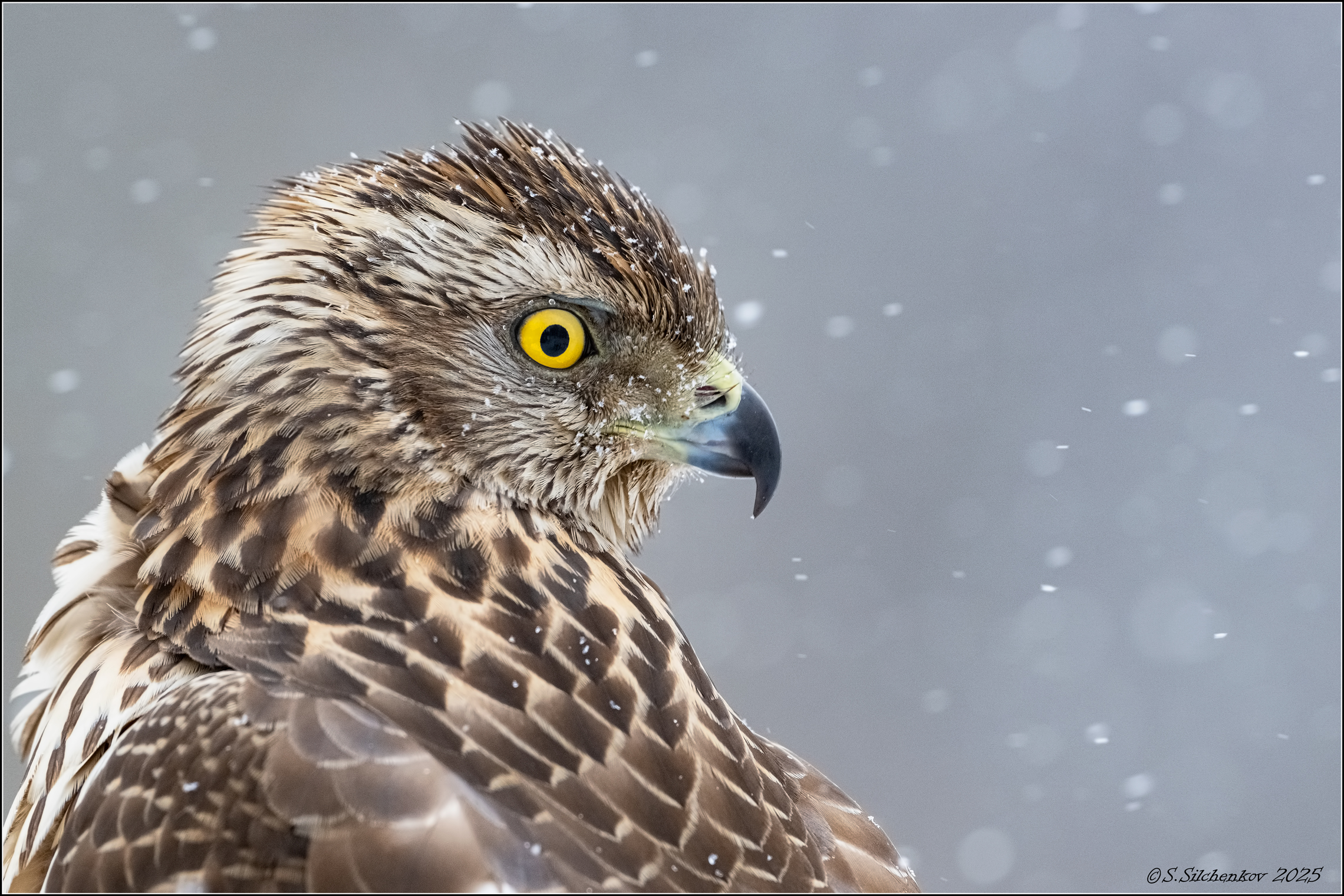 Самка ястреба-тетеревятника