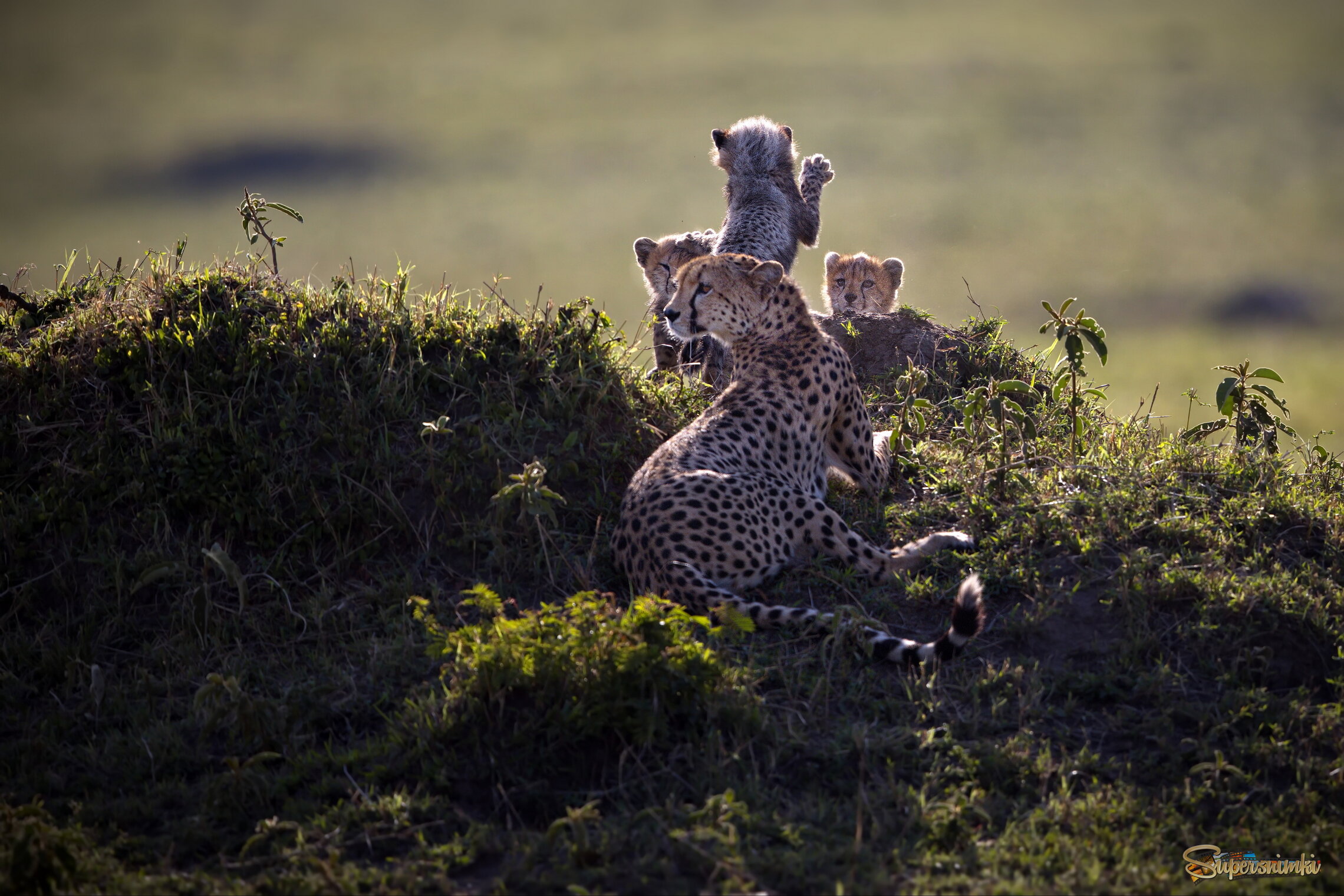 Дружное семейство