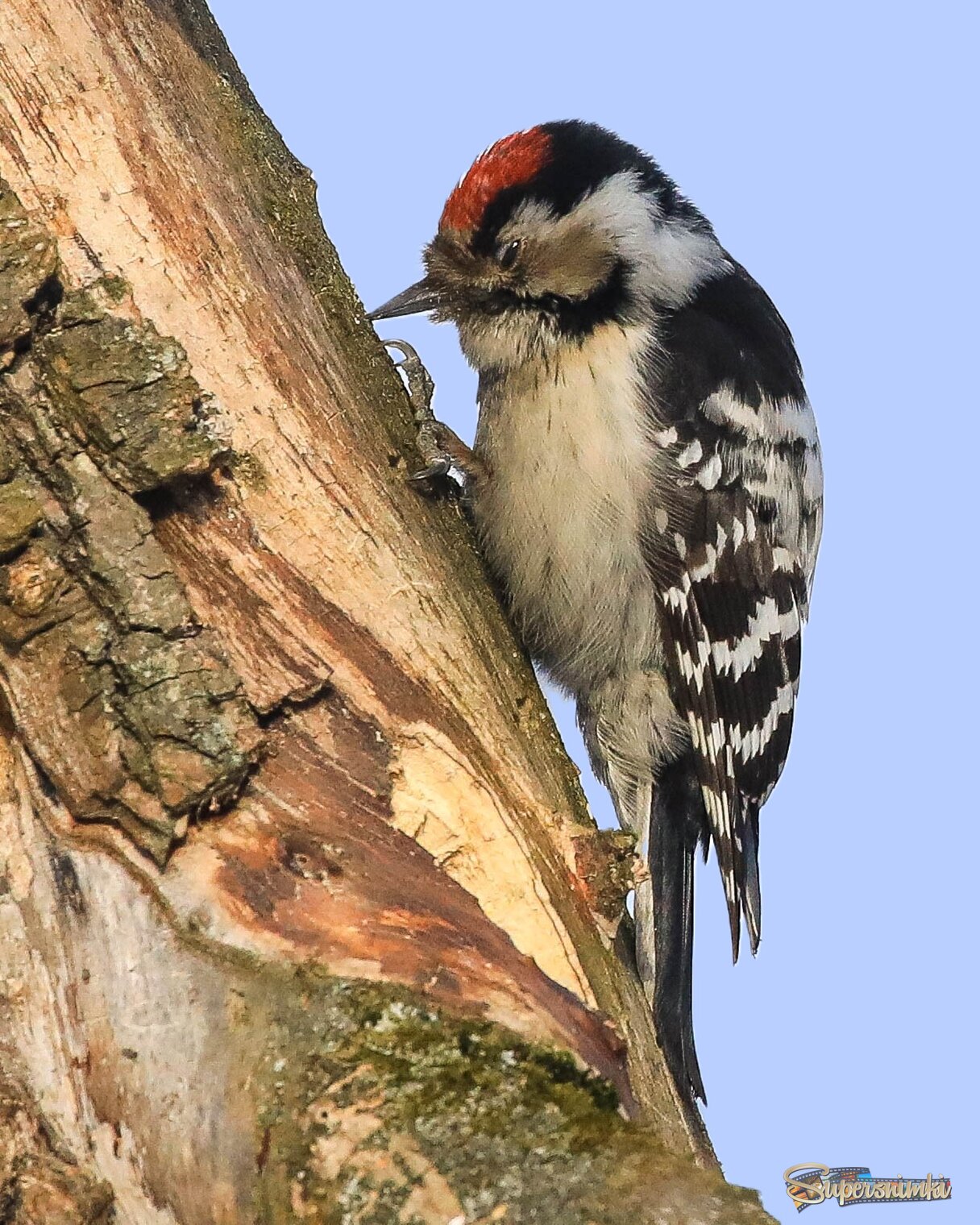 Вздремнуть бы... 