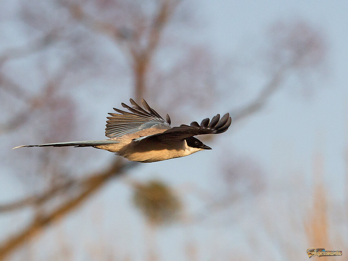 голубая сорока.Приморье.