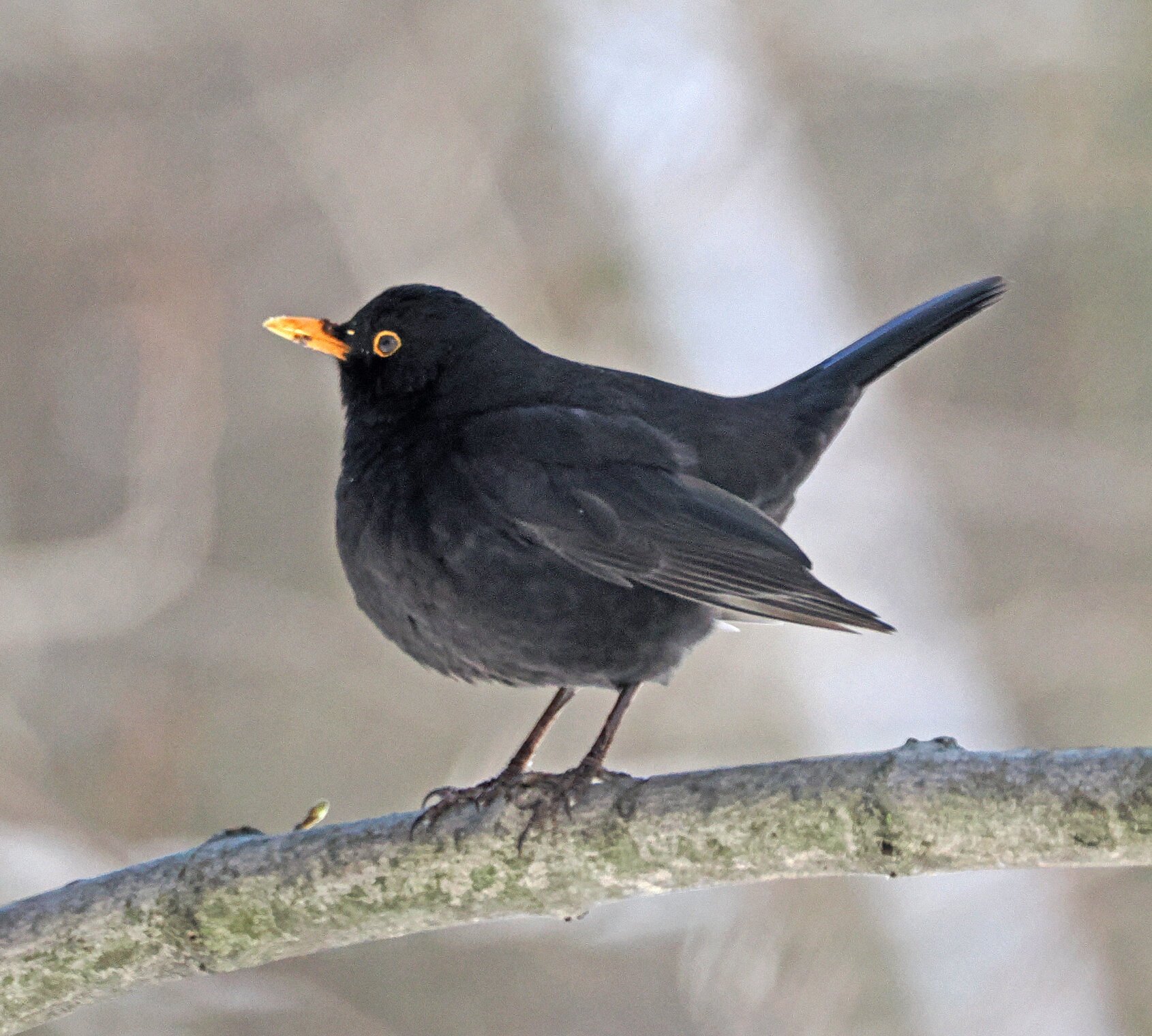 Чёрный дрозд, самец.