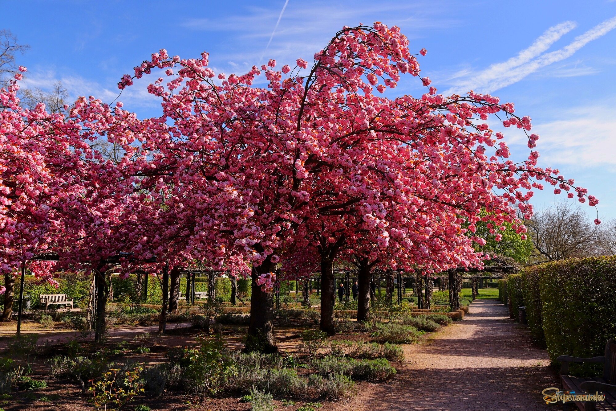 Сакура расцвела