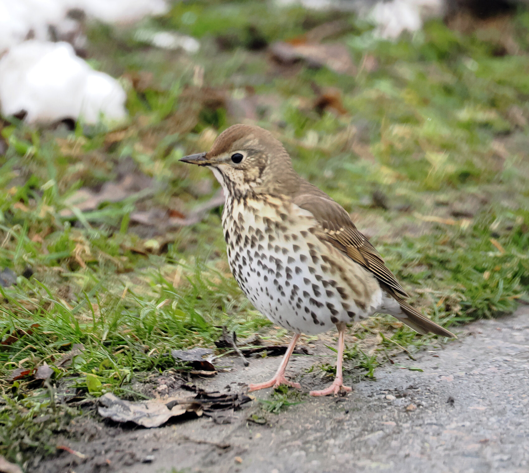 Певчий дрозд.
