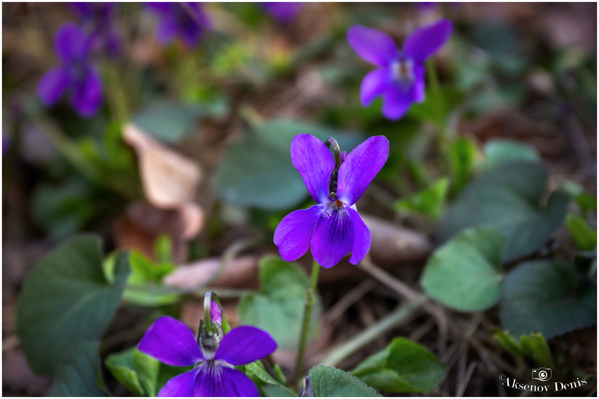 Весенний позитив