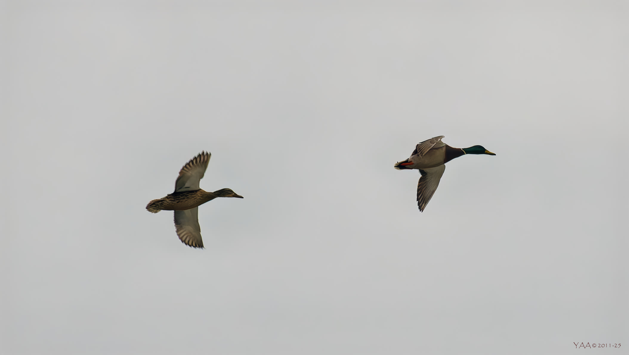 🌞❄ Апрельское... 🌿🌜  🦆 Летяят утки... 🦆 