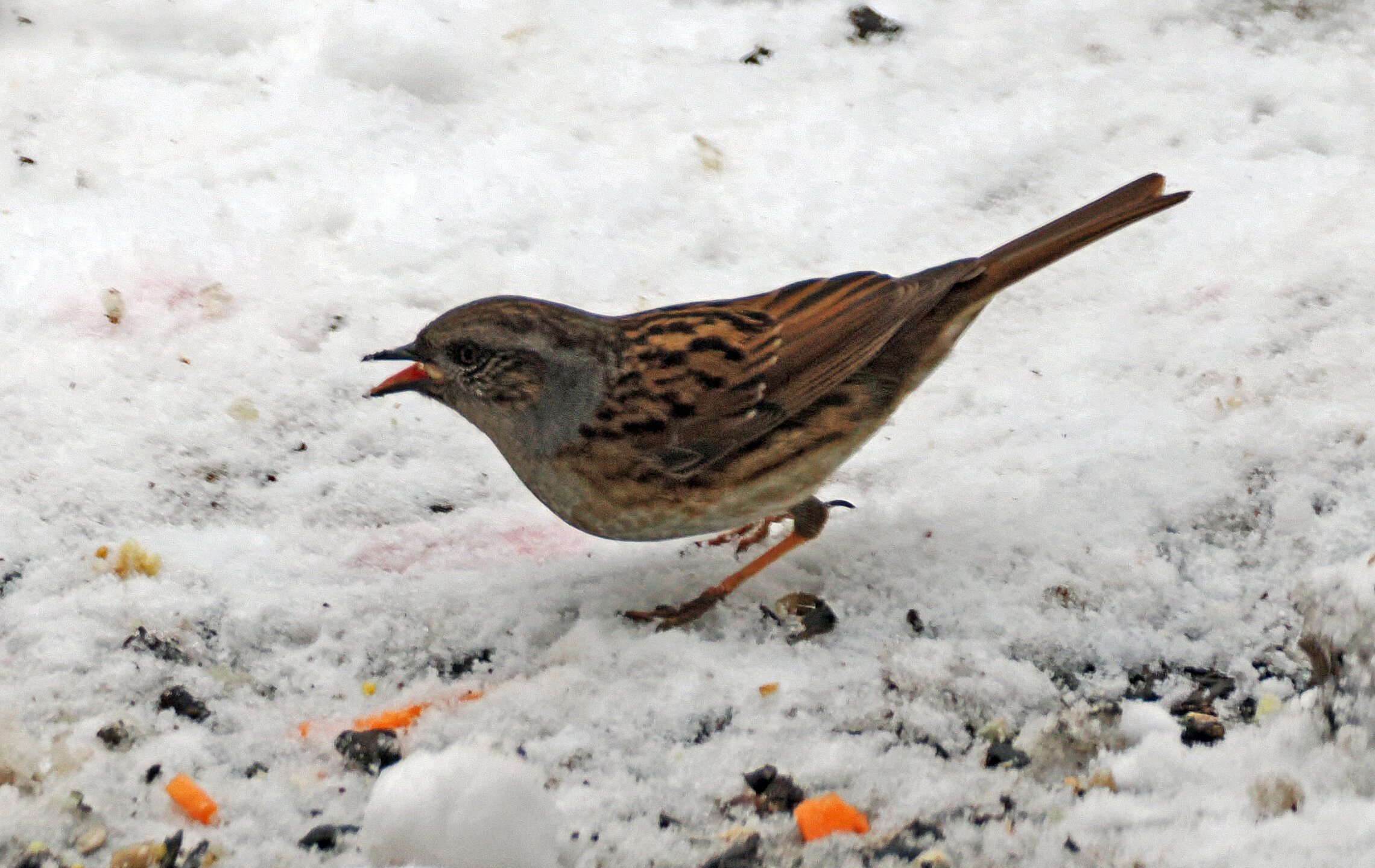 Лесная завирушка.