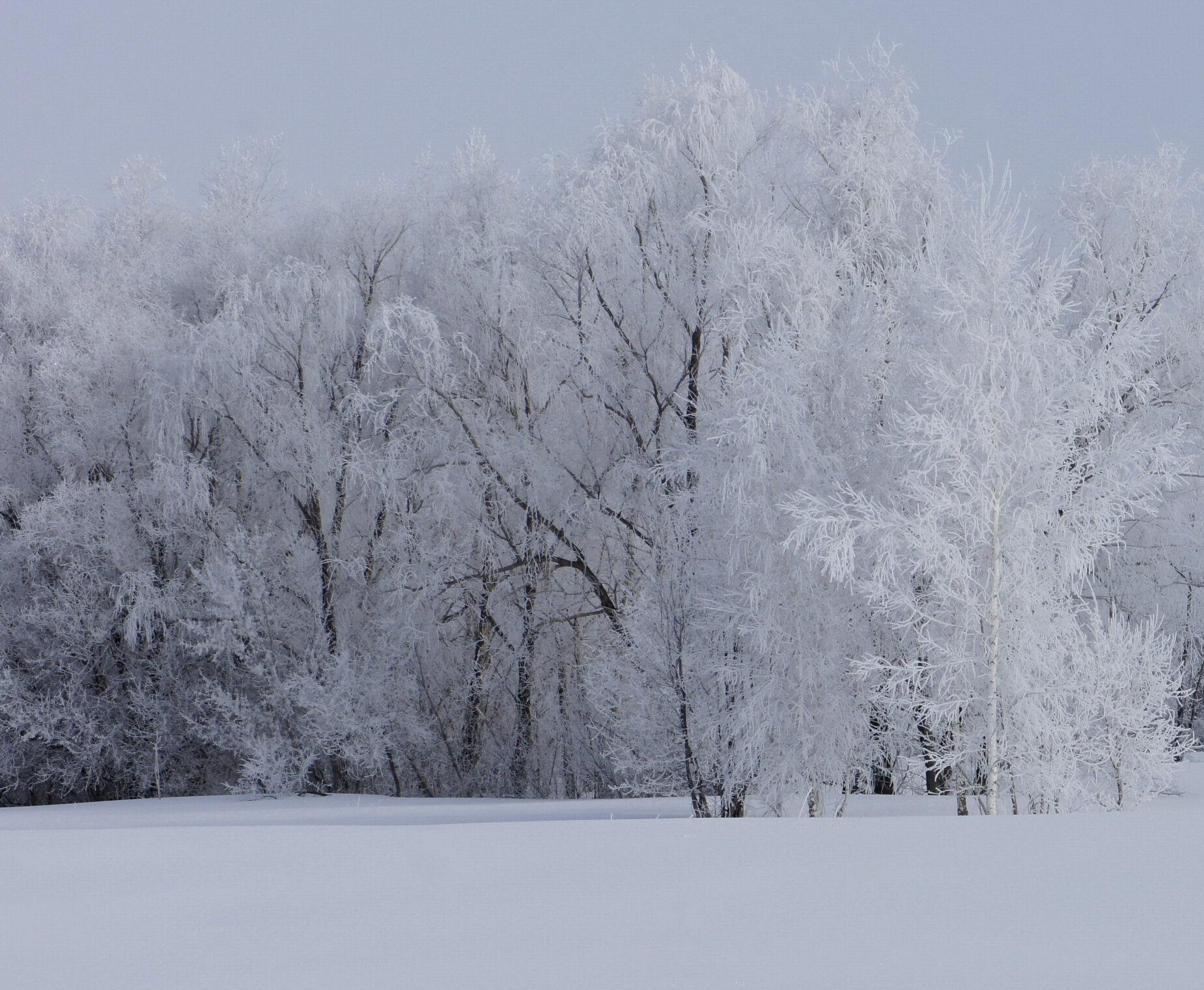 В весеннем инее.