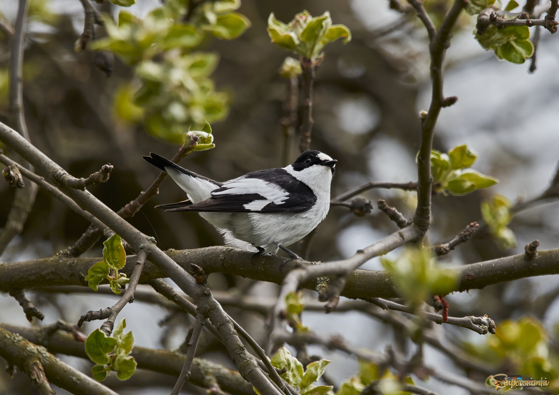 Белошейка_ что ж там_в_небесах...