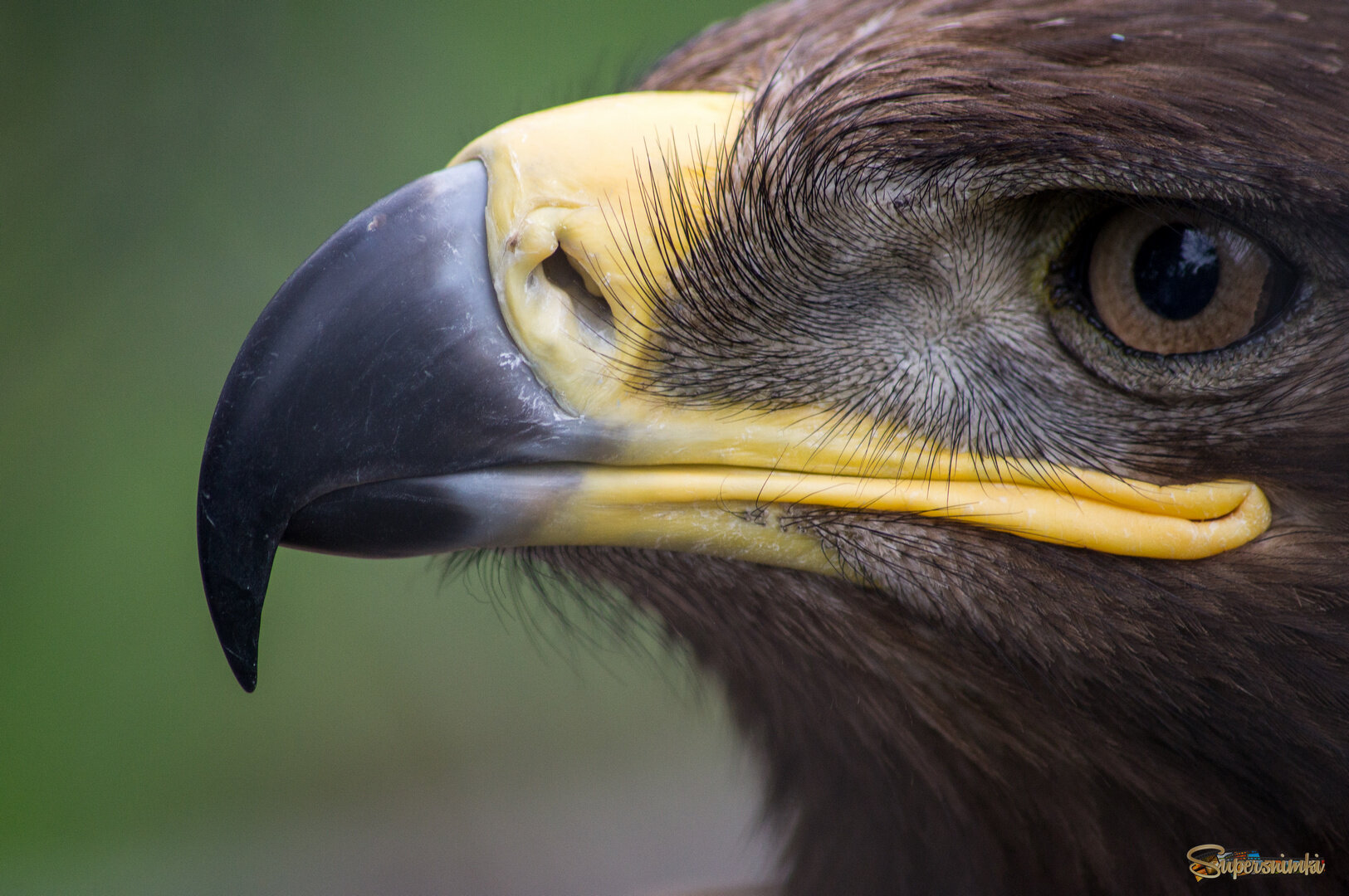 Орлан белохвост.