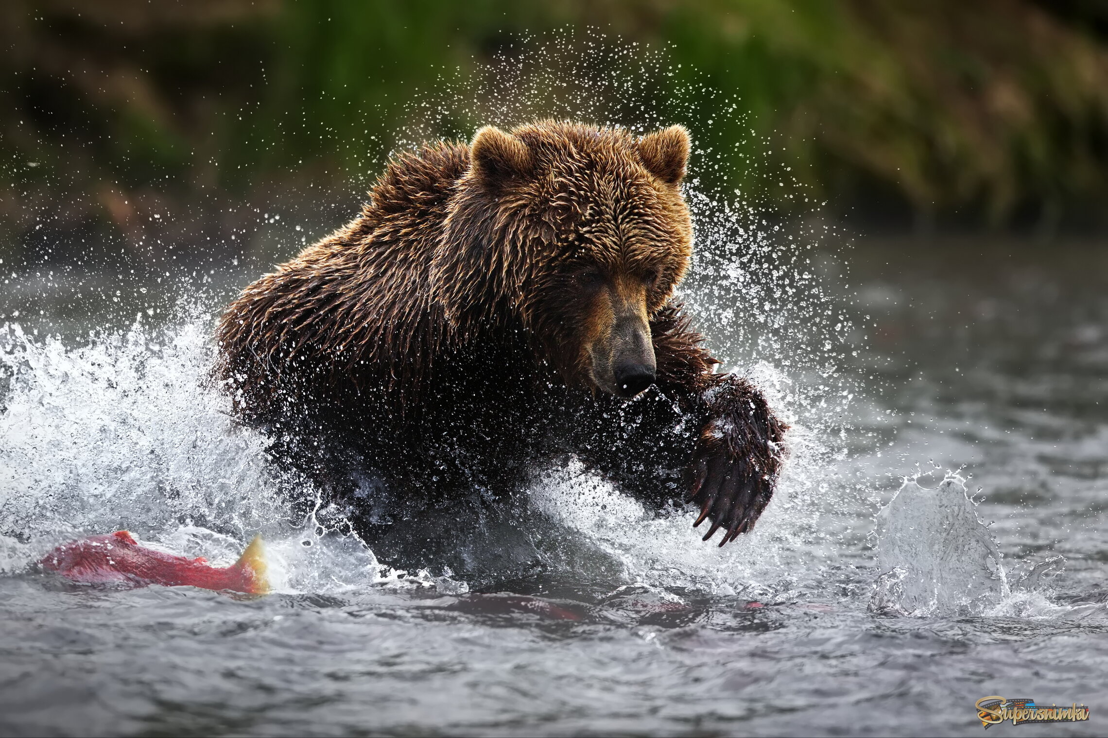 Рыбная охота