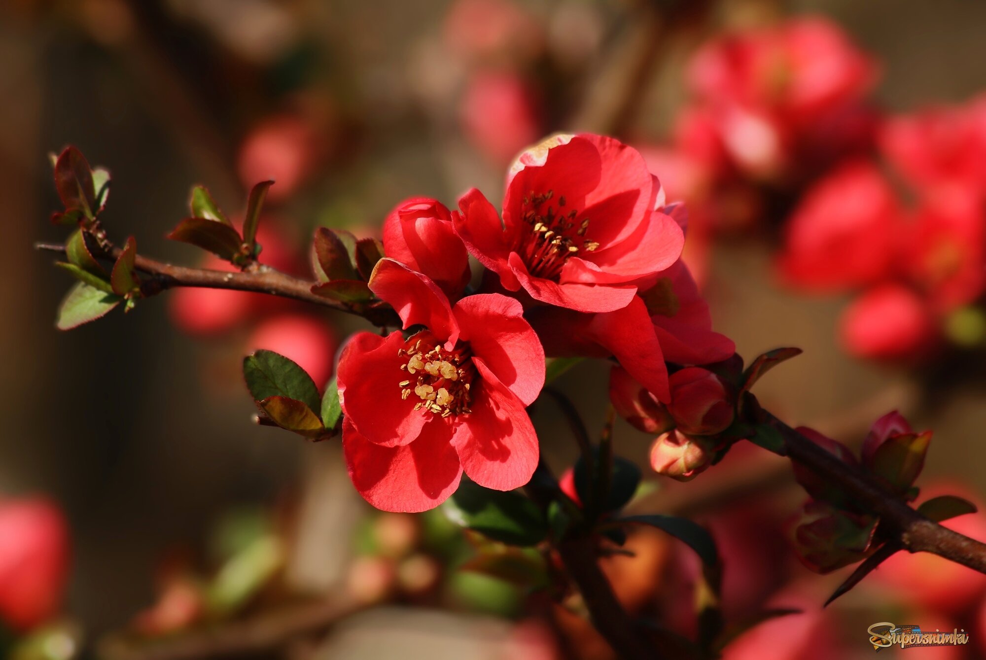 Айва цветёт