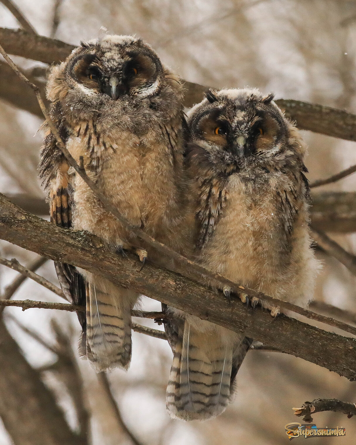 Нам не страшен серый волк