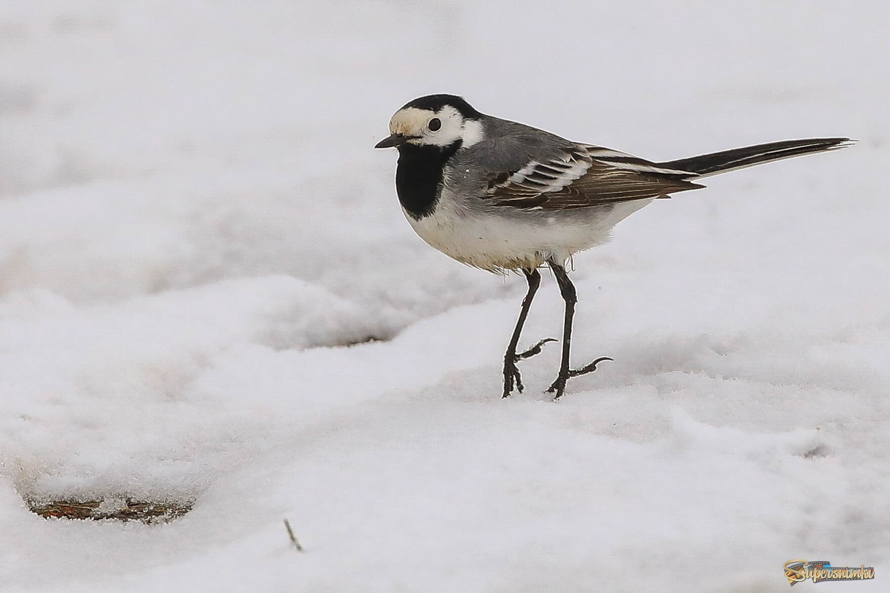 Нв цыпочках по снегу
