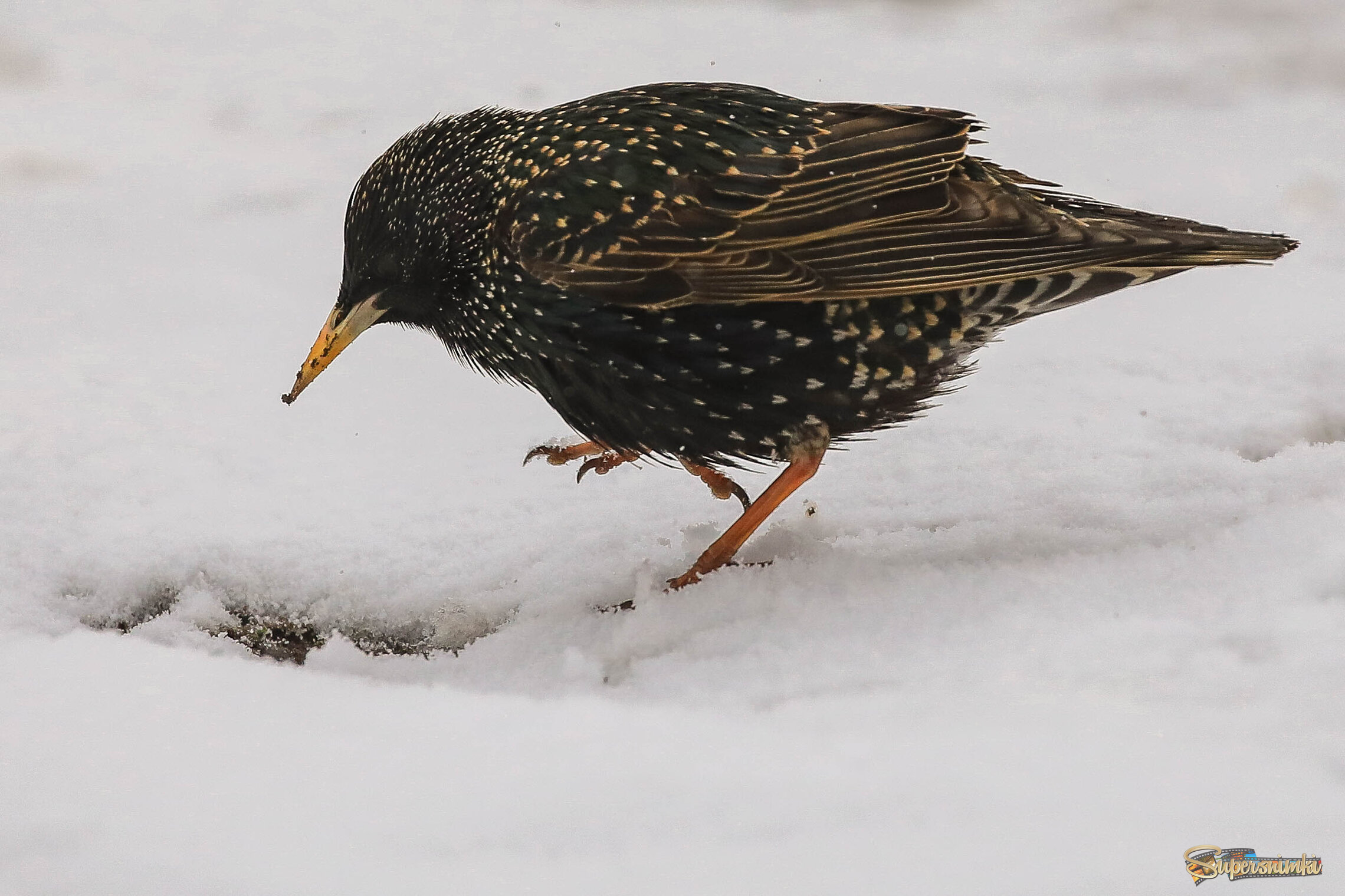 Прогалинка?