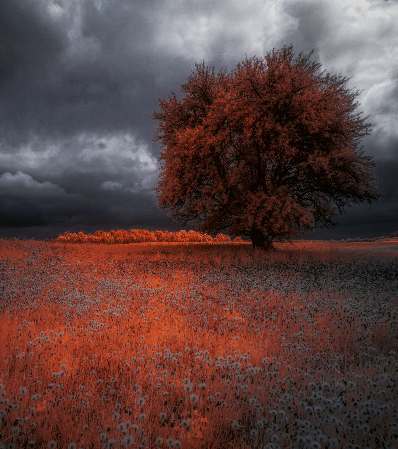 Пасмурный день одуванчиков