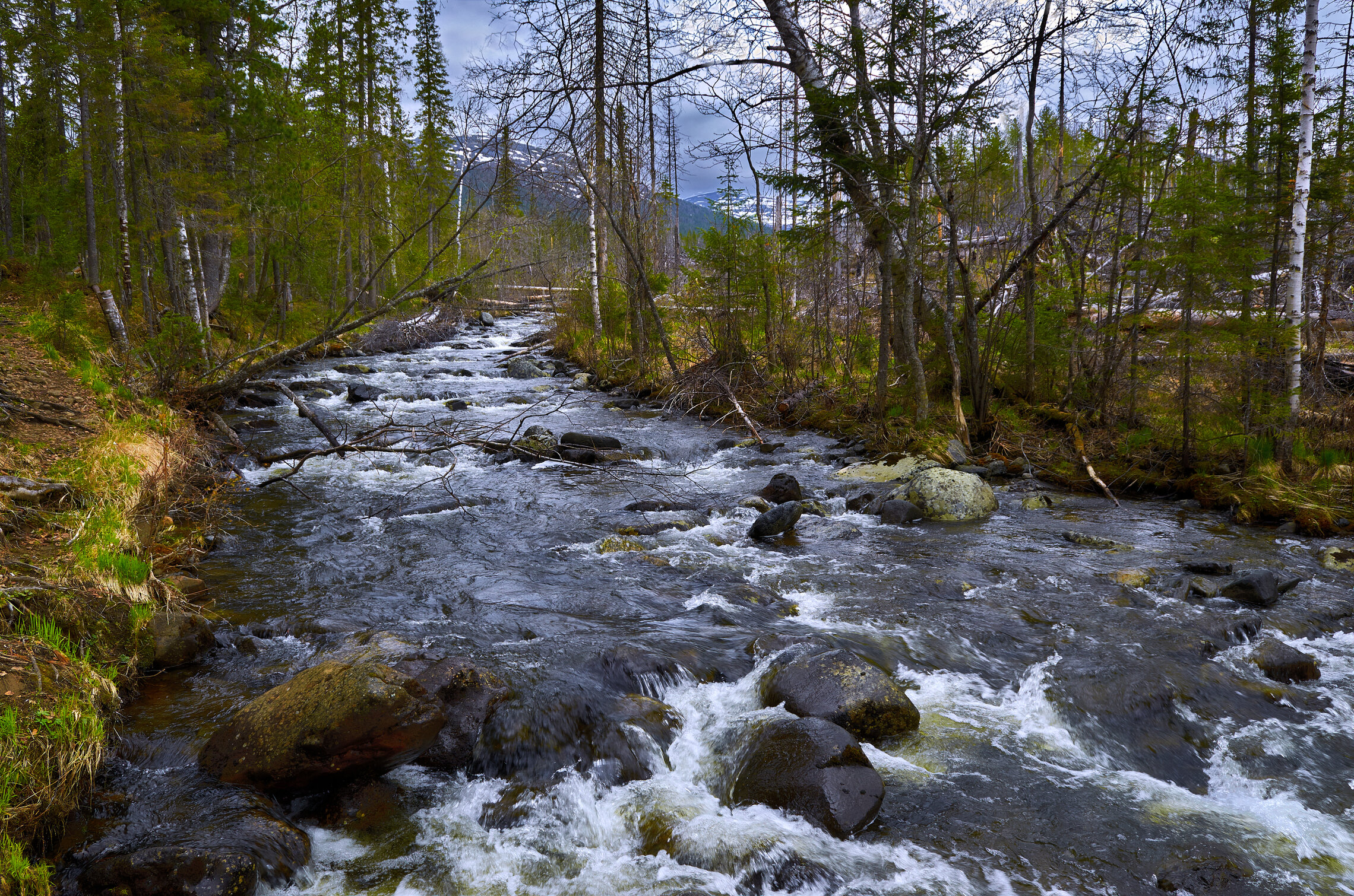 Хмурое утро тайги.