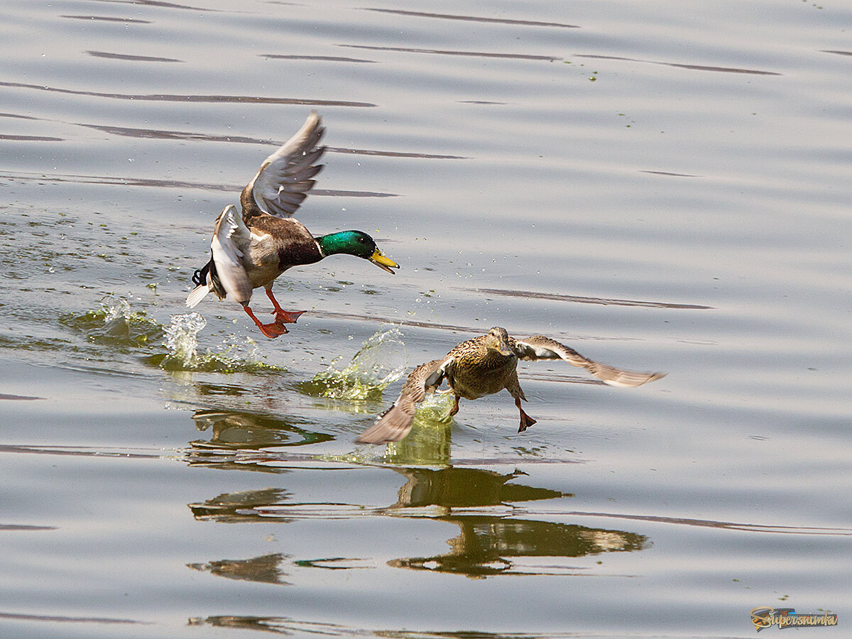 Веселые кряквы во время перелета.