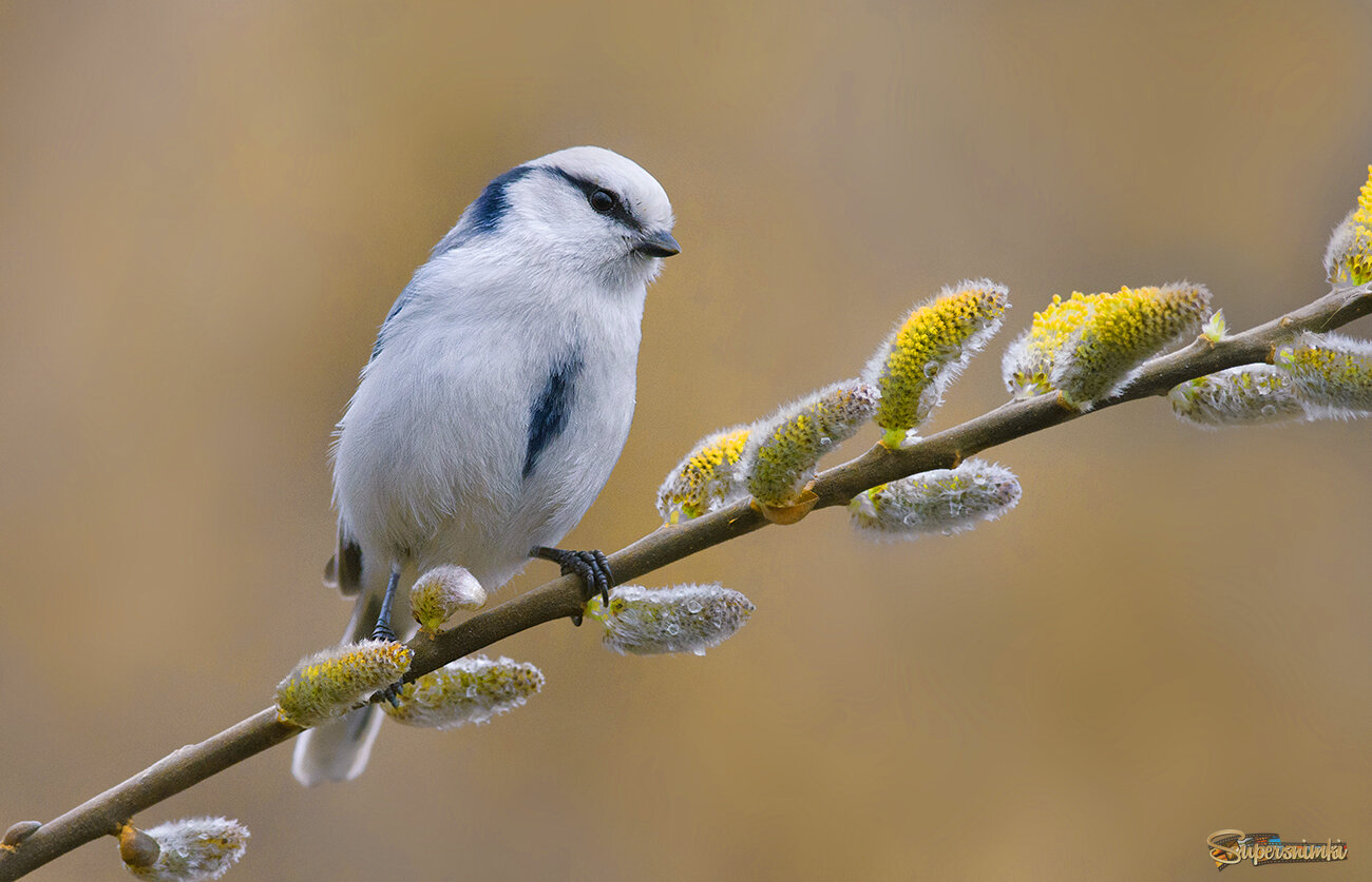 Вербное воскресенье