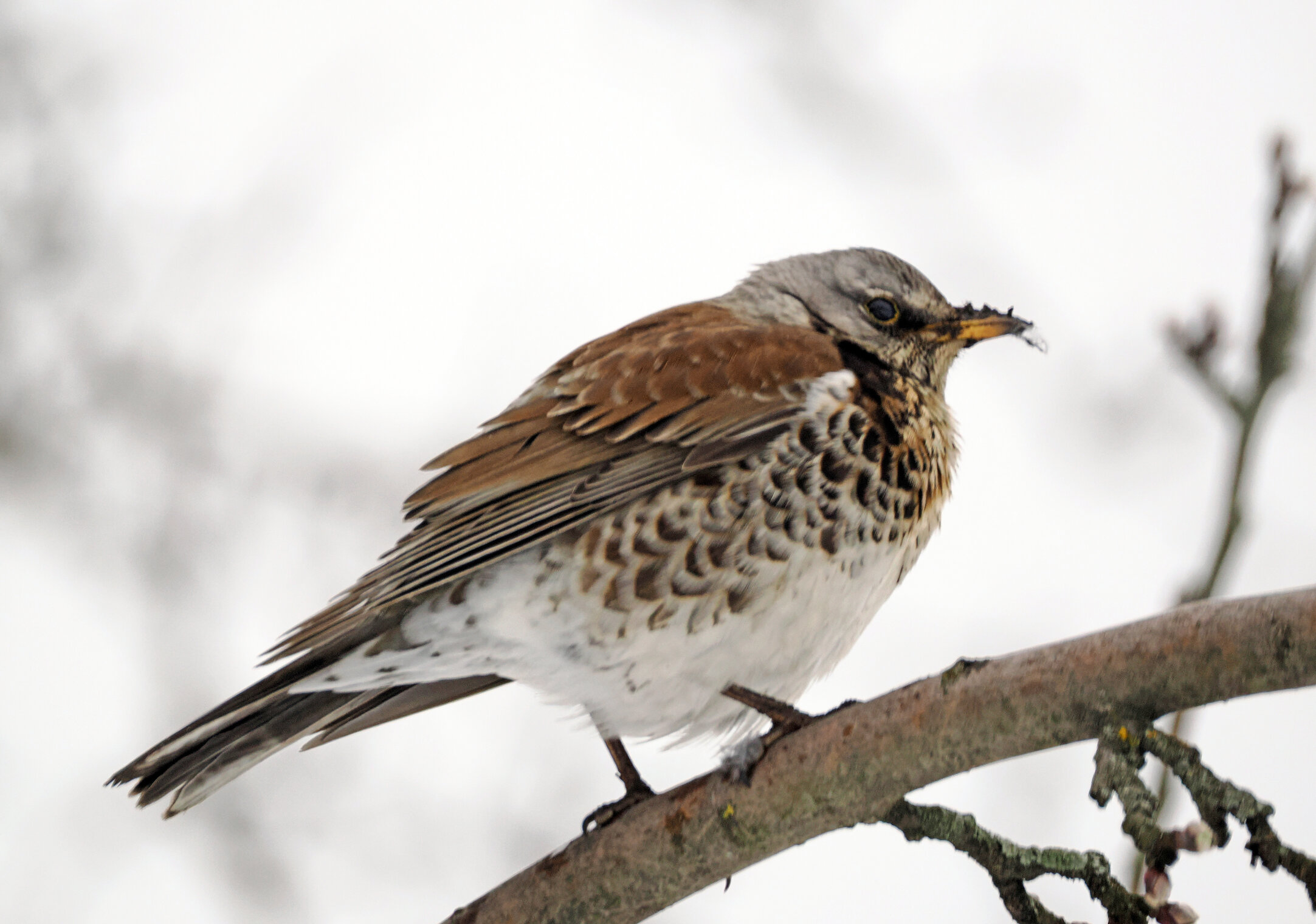 Дрозд-рябинник.