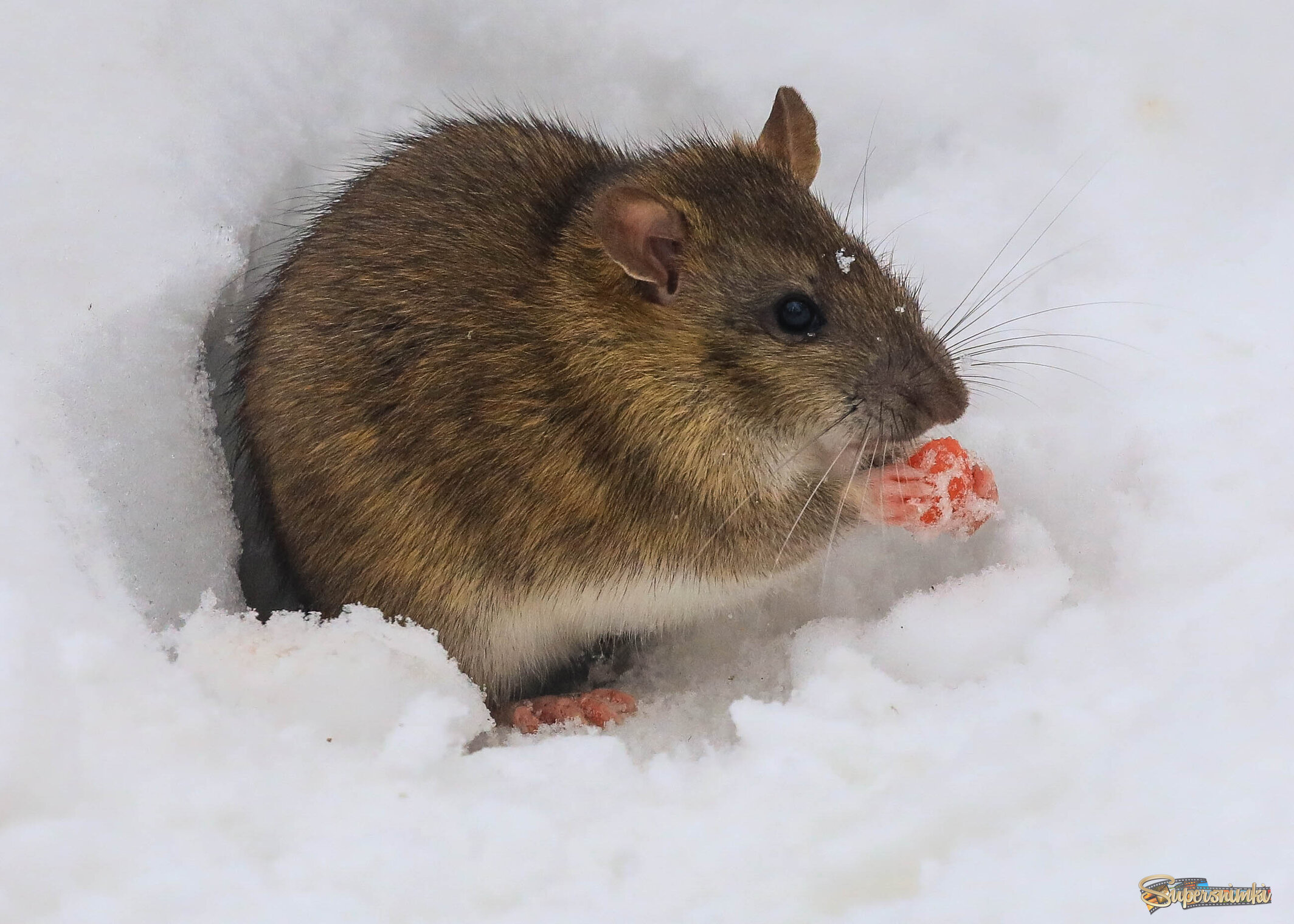 Холодно. Надо бы подкрепиться. 