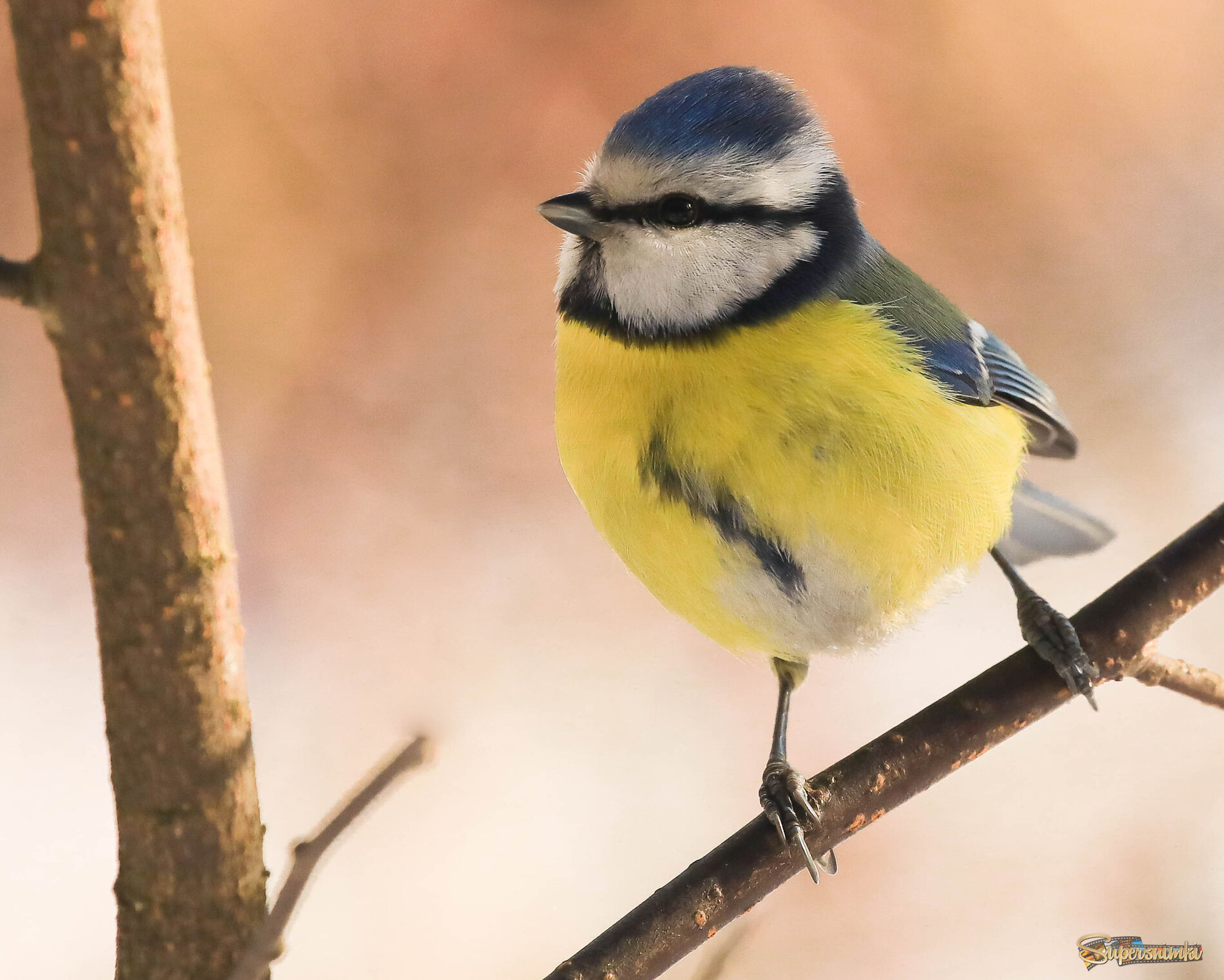 В ожидании весны