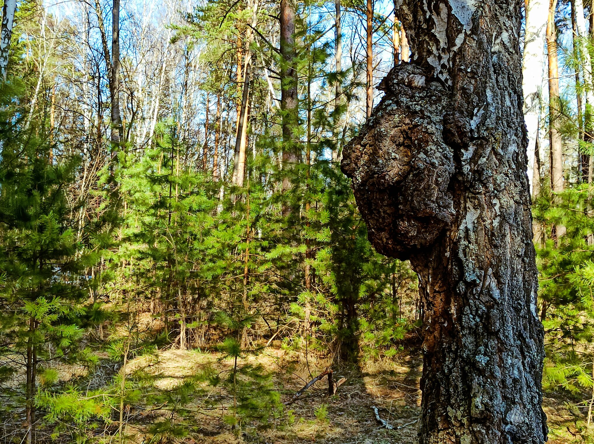 Апрельский лес
