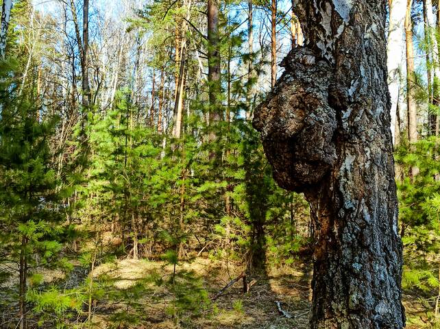 Текущая версия