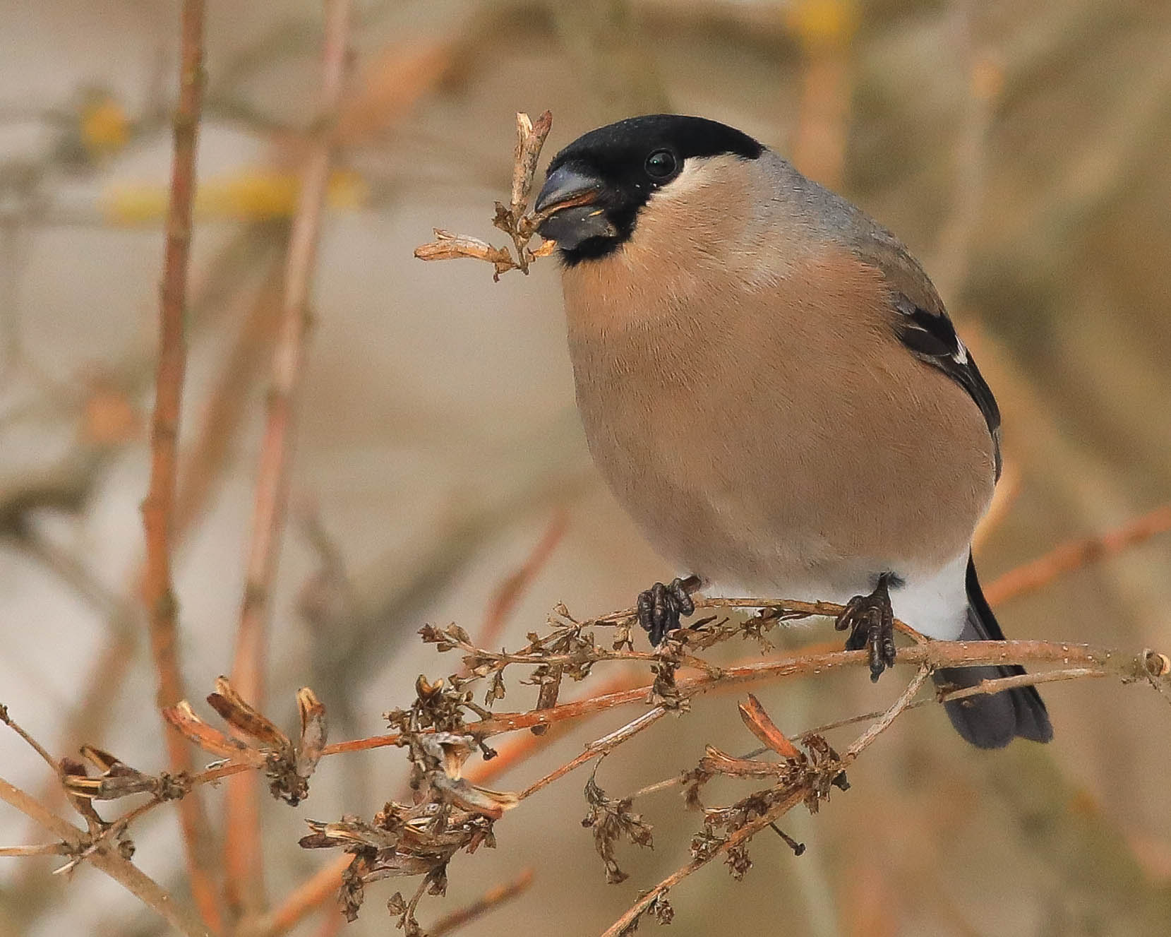 Вот что я нашла!!!