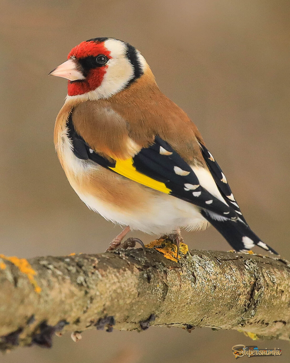 Гордый, но скромный