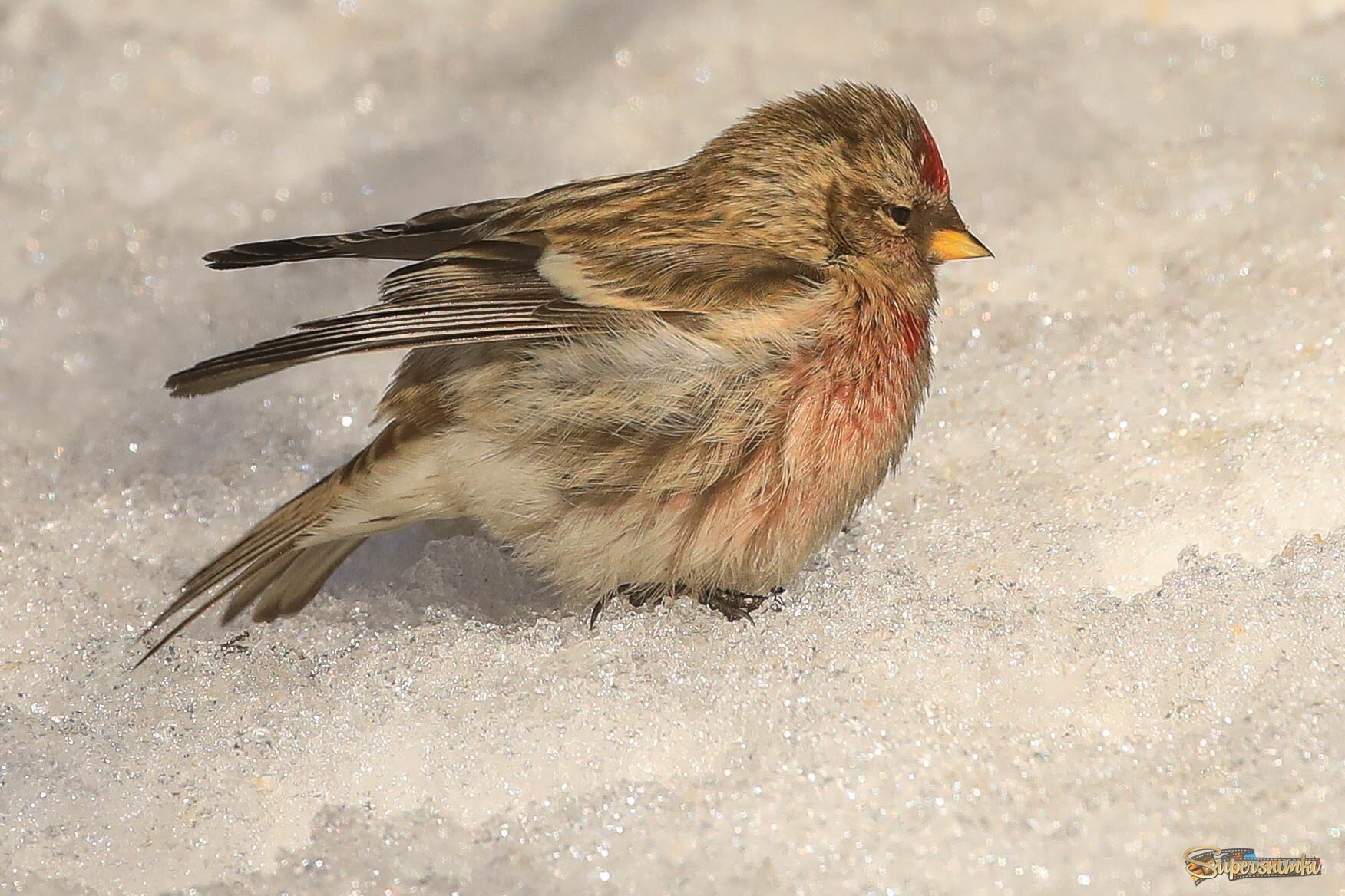 Встрепенулась
